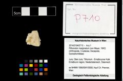 Foto (Objekt + Etikett) von Pithonoton marginatum (von Meyer, 1842)  (NHMW-GEO-2014-0194-0710)